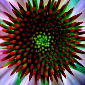 Vibrant Floral Art Print